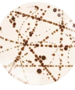 DELANEY BRONZE SPLATTER DINNERWARE | BLUE PHEASANT THE TABLE